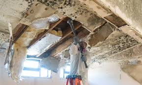 Environmental Consulting for Mold Prevention in Monterey Park, CA